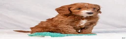 Mini Goldendoodle dogs for sale: Bonnie - Ad 5