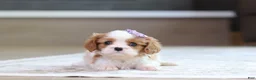 Cavalier King Charles Spaniel dogs for sale: Sammy - Ad 5