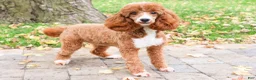 Miniature Poodle dogs for sale: Rebekka  - Ad 16