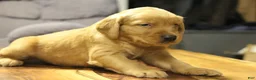 Golden Retriever dogs for sale: Atlas - Ad 5