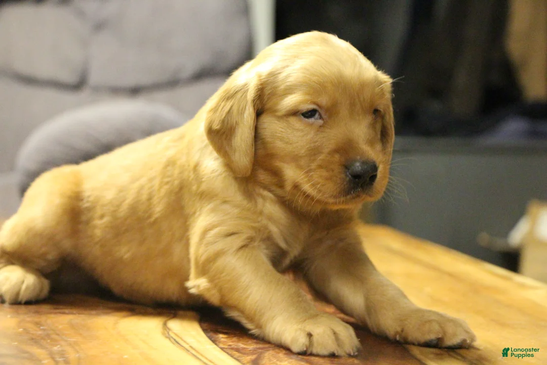 Golden Retriever dogs for sale: Atlas - Ad 5