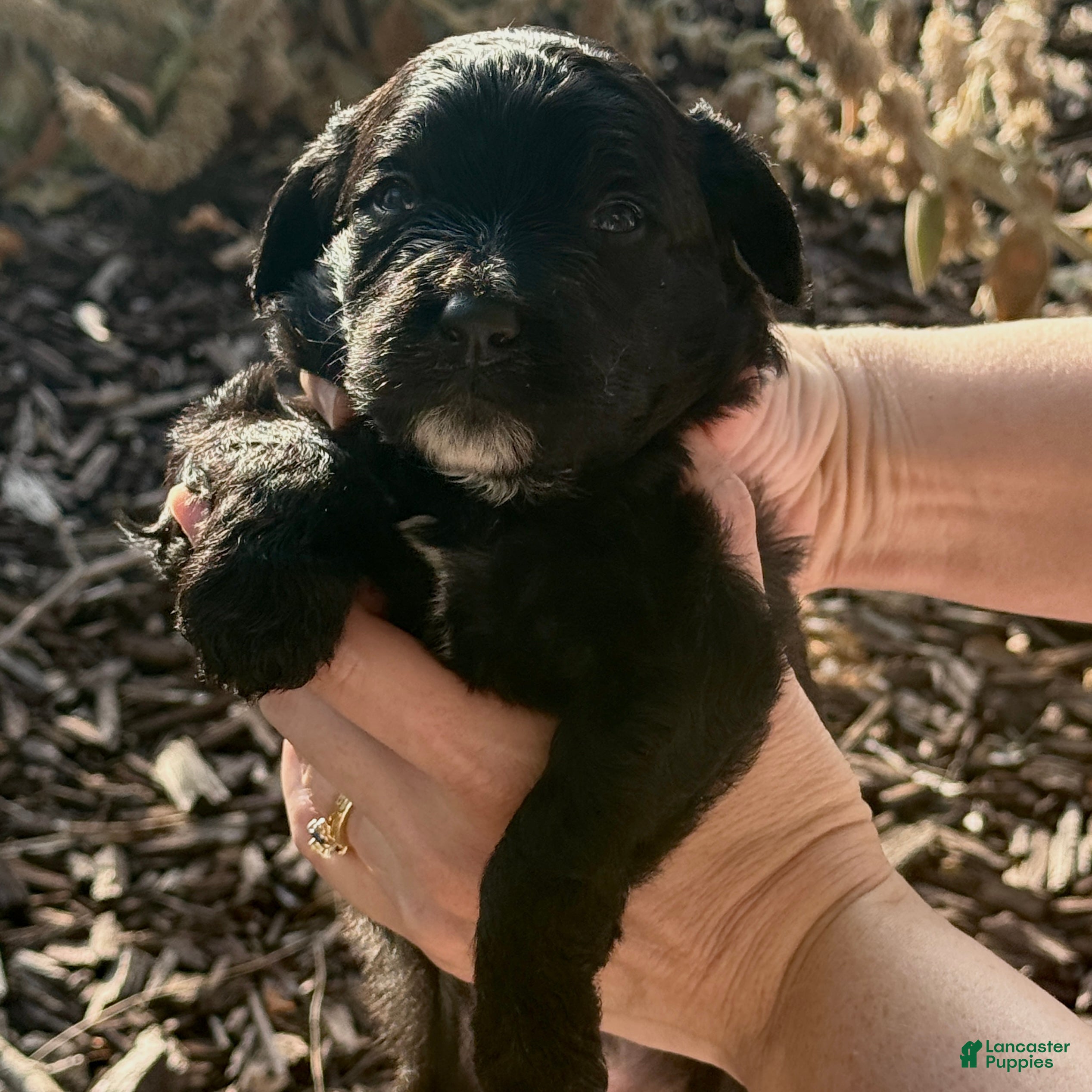 Bernedoodle dogs Sabrina - Ad 2
