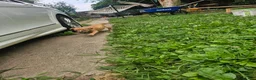 American Pit Bull Terrier dogs for sale: Rowdy - Ad 5