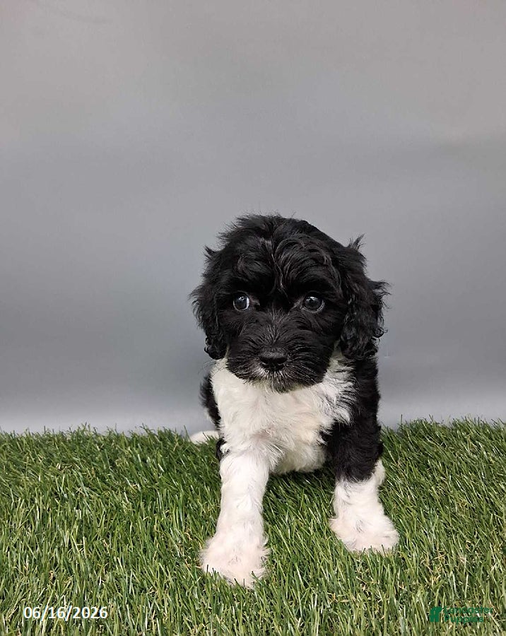 Cockapoo dogs Candy - Ad 2