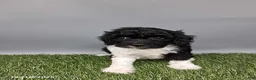 Cockapoo dogs for sale: Candy - Ad 2