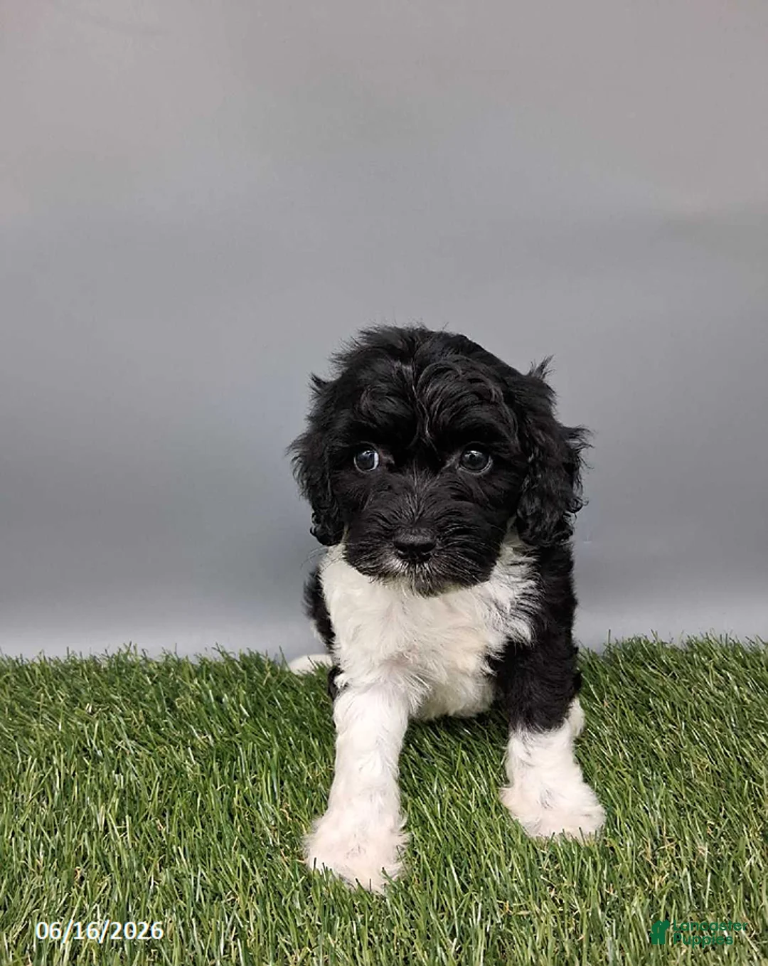 Cockapoo dogs for sale: Candy - Ad 2