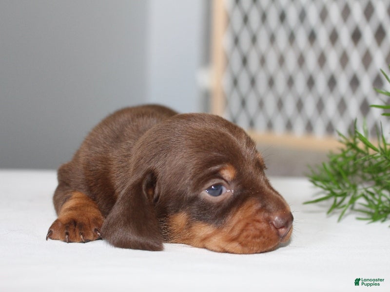 Miniature Dachshund dogs Jayde - Ad 1