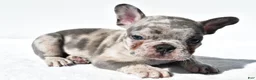 French Bulldog dogs for sale: Joshua - Ad 3