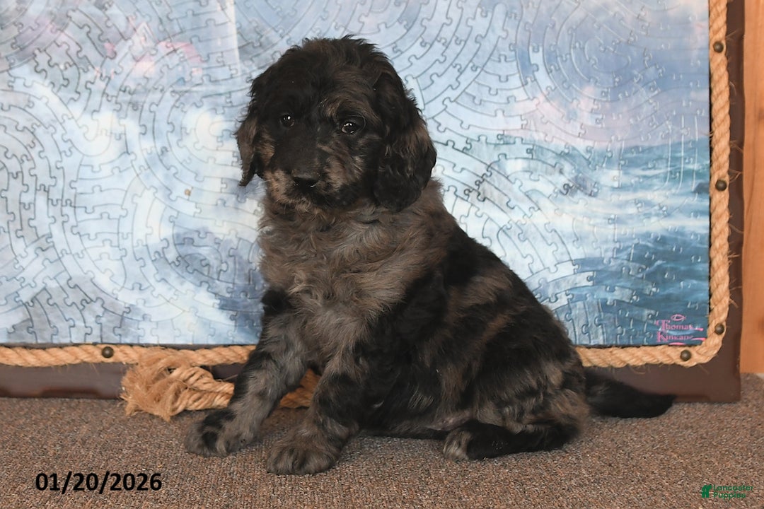 Goldendoodle dogs for sale: Precious - Ad 1