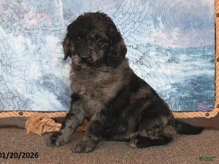 Goldendoodle dogs Precious - Ad 4