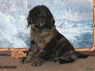 Goldendoodle dogs Precious - Ad 11