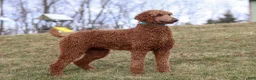 Standard Poodle dogs for sale: Janelle AKC - Ad 6