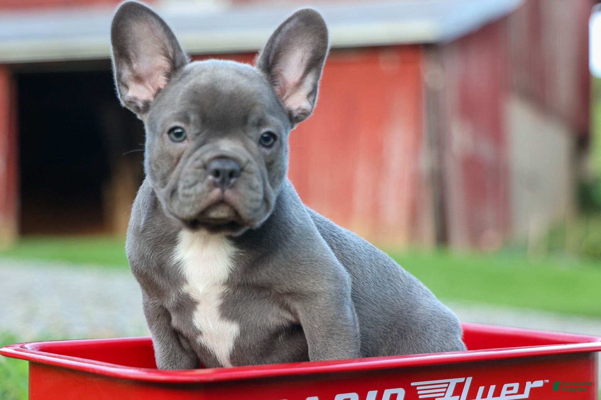 Frenchton dogs MILO - Ad 1
