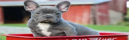 Frenchton dogs for sale: MILO - Ad 1