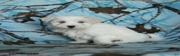 Maltese dogs for sale: Percy - Ad 2