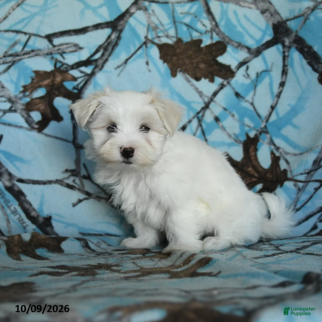Maltese dogs for sale: Percy - Ad 2