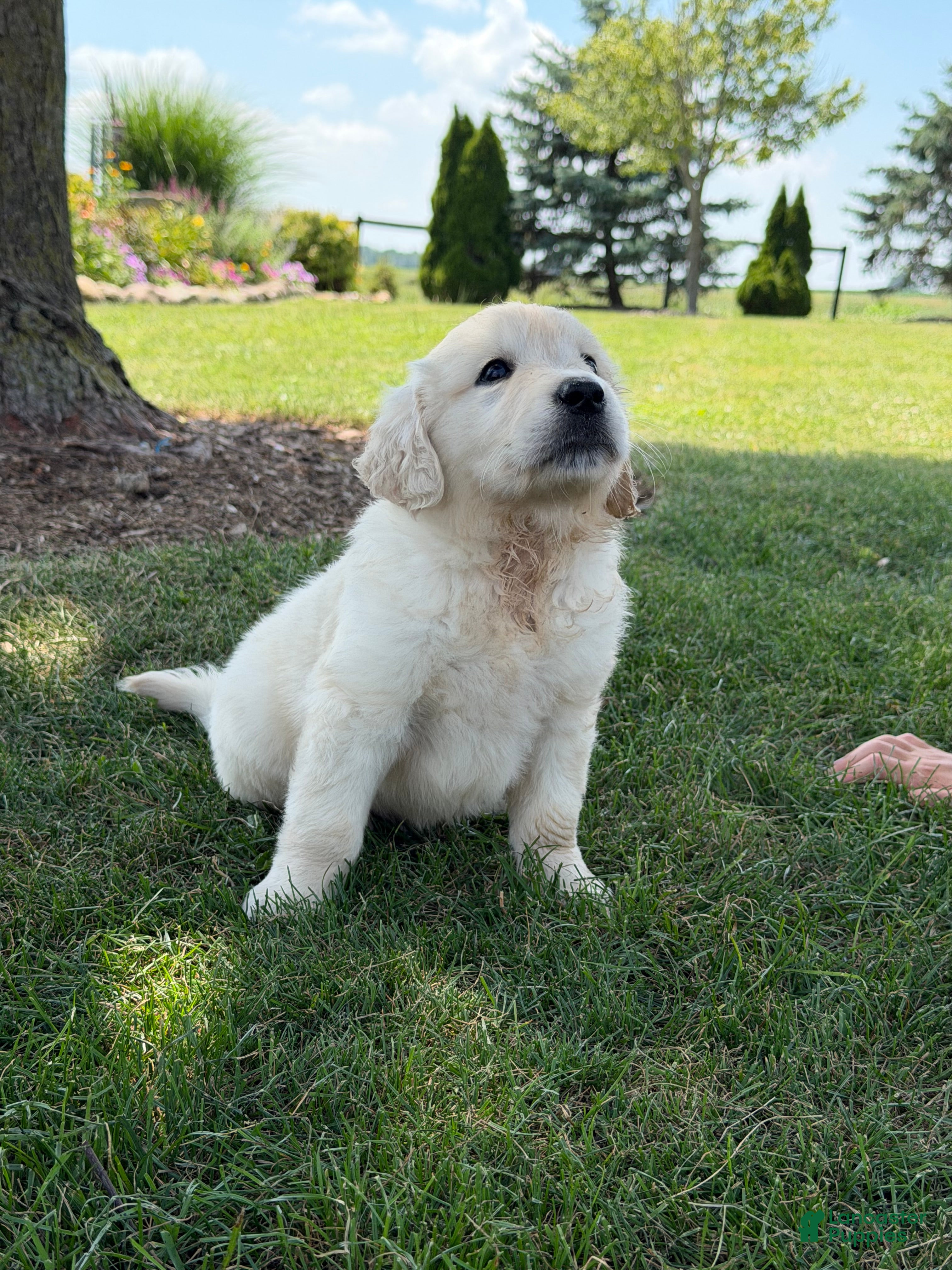 Golden Retriever dogs Pepper - Ad 2