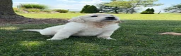 Golden Retriever dogs for sale: Pepper - Ad 2