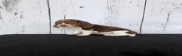 Beagle dogs for sale: Layla - Ad 4