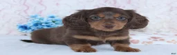 Miniature Dachshund dogs for sale: Franklin - Ad 1