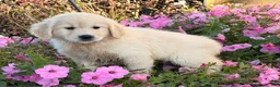 Golden Retriever dogs for sale: Willow - Ad 2