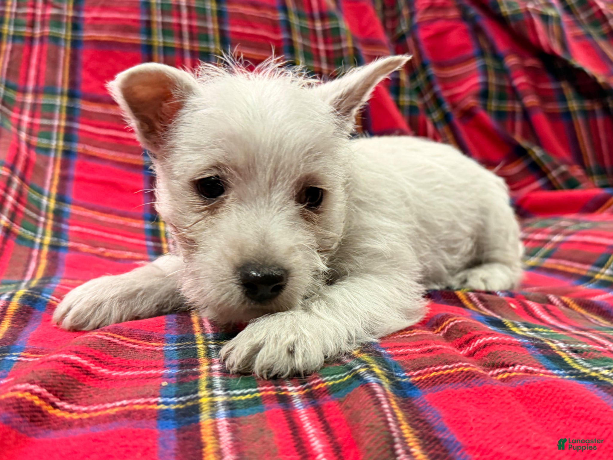 West Highland Terrier dogs for sale: Cady - Ad 5