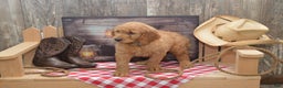 Goldendoodle dogs for sale: Rylan - Ad 3
