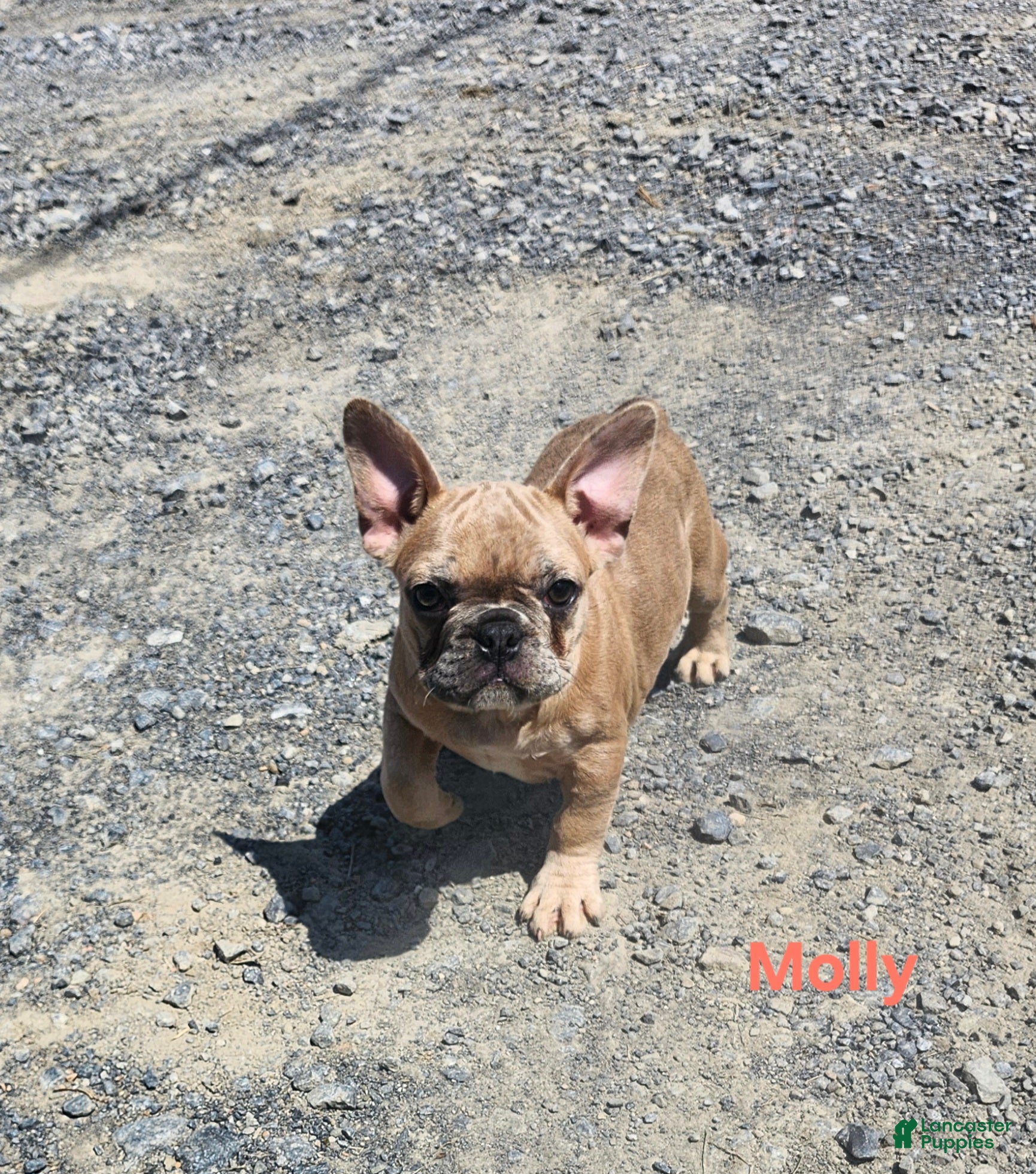 French Bulldog dogs Molly - Ad 1