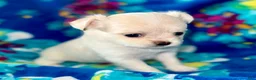 Chihuahua dogs for sale: Pearl - Ad 3