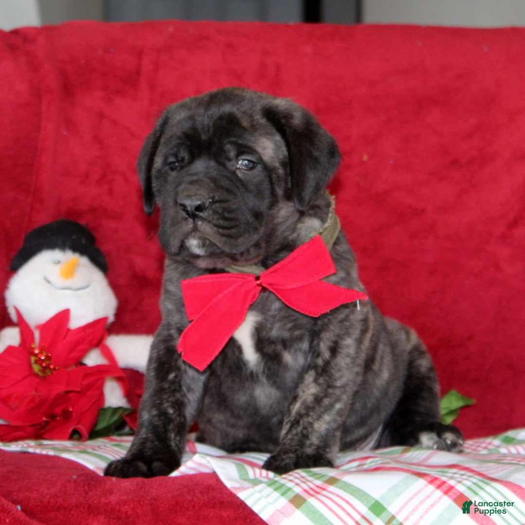 English Mastiff dogs for sale: Teddy  - Ad 2