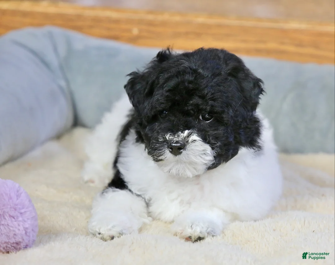 Miniature Poodle dogs for sale: Paislee - Ad 19