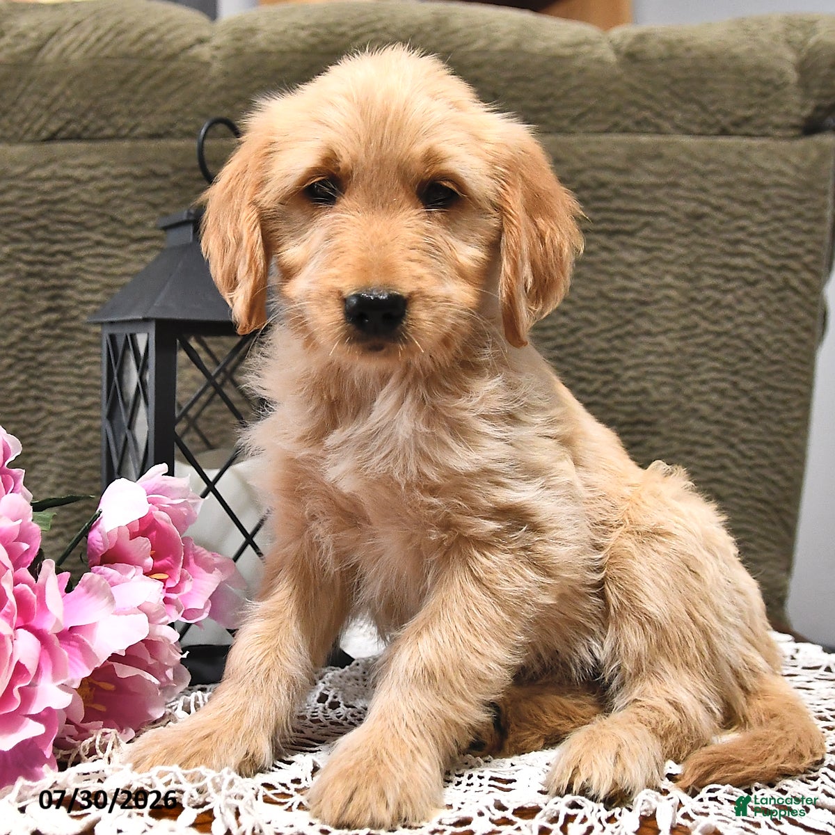 Goldendoodle dogs Caramel - Ad 2