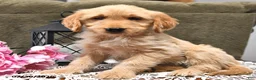 Goldendoodle dogs for sale: Caramel - Ad 7