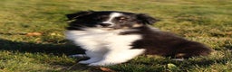 Australian Shepherd dogs for sale: Clara - Ad 13