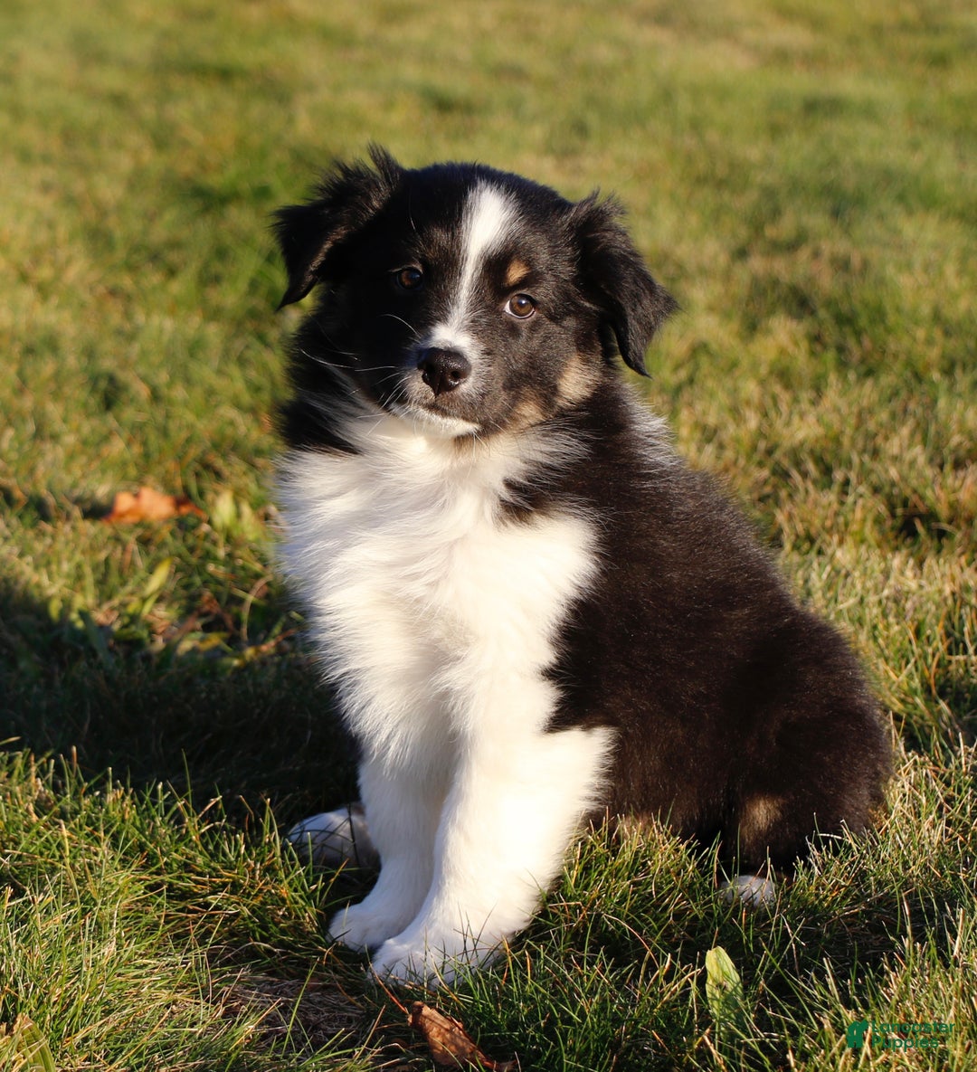 Australian Shepherd dogs for sale: Clara - Ad 13
