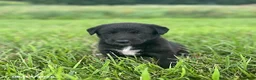 Mixed Breed dogs for sale: Jessie - Ad 3
