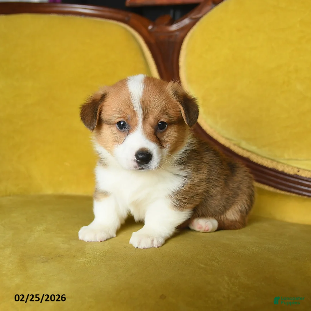 Welsh Corgi Pembroke dogs for sale: Timothy - Ad 4