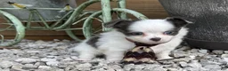 Chihuahua dogs for sale: Chihuahua 2 - Ad 3