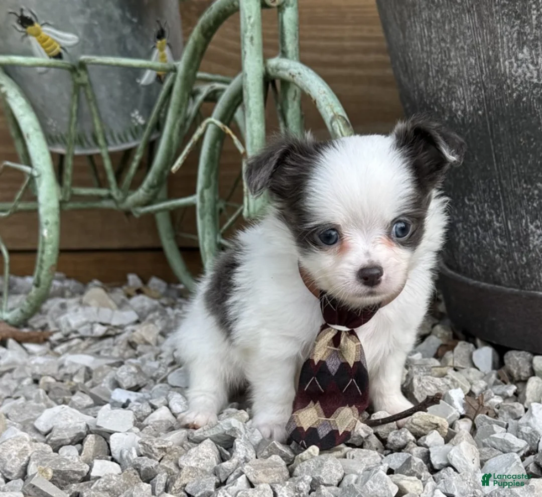 Chihuahua dogs for sale: Chihuahua 2 - Ad 3
