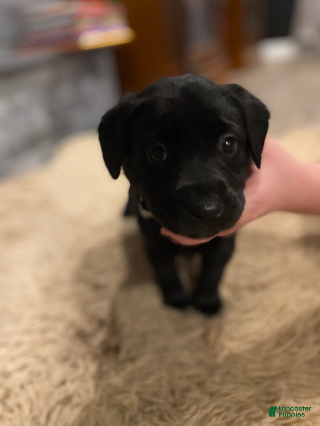Labrador Retriever dogs for sale: Black Female 3 - Ad 2