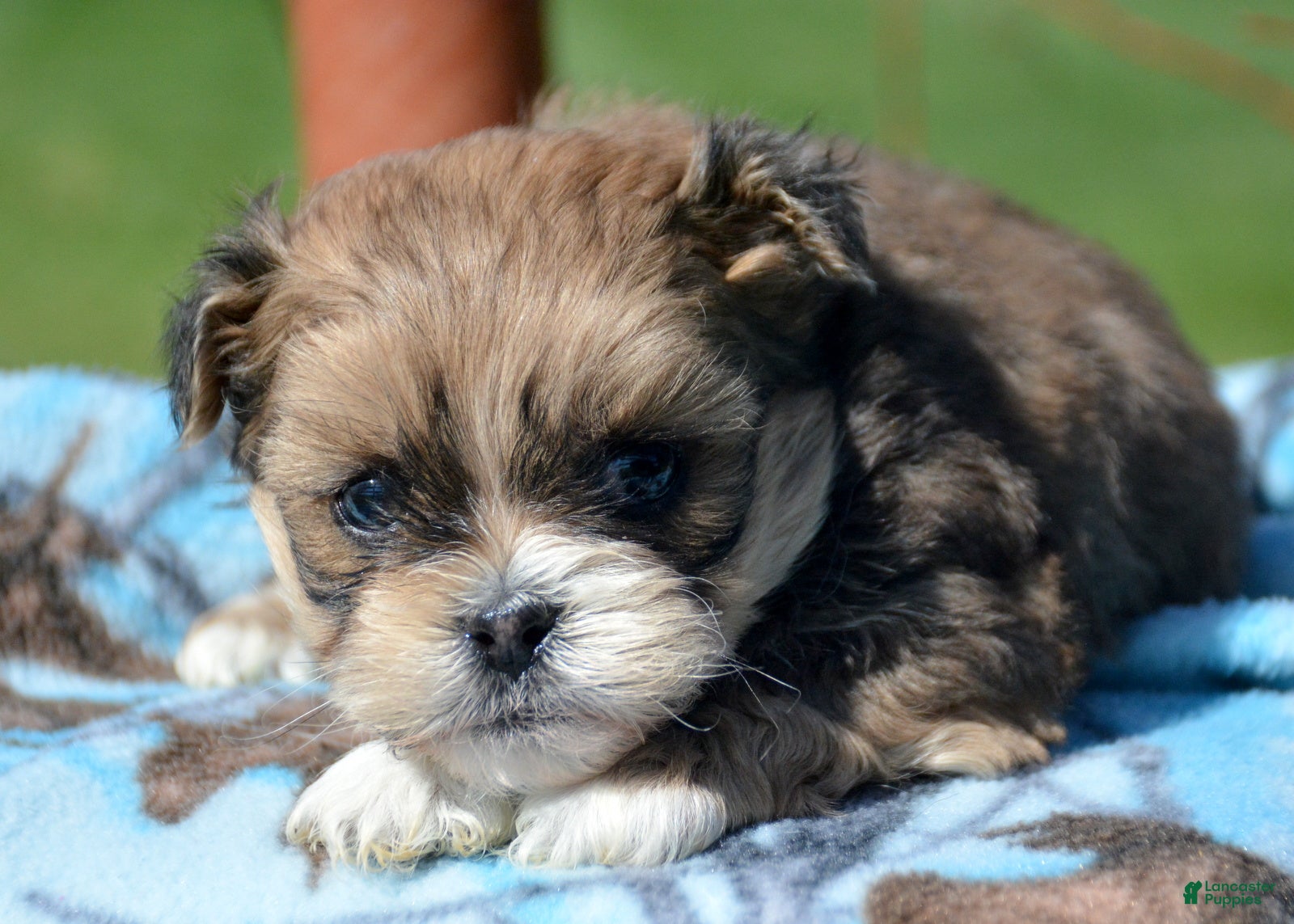 Shihpoo dogs Shihpoo Spencer - Ad 25