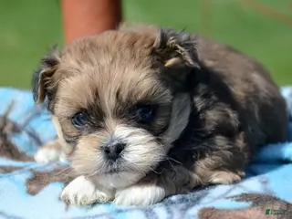 Shihpoo dogs Shihpoo Spencer - Ad 27