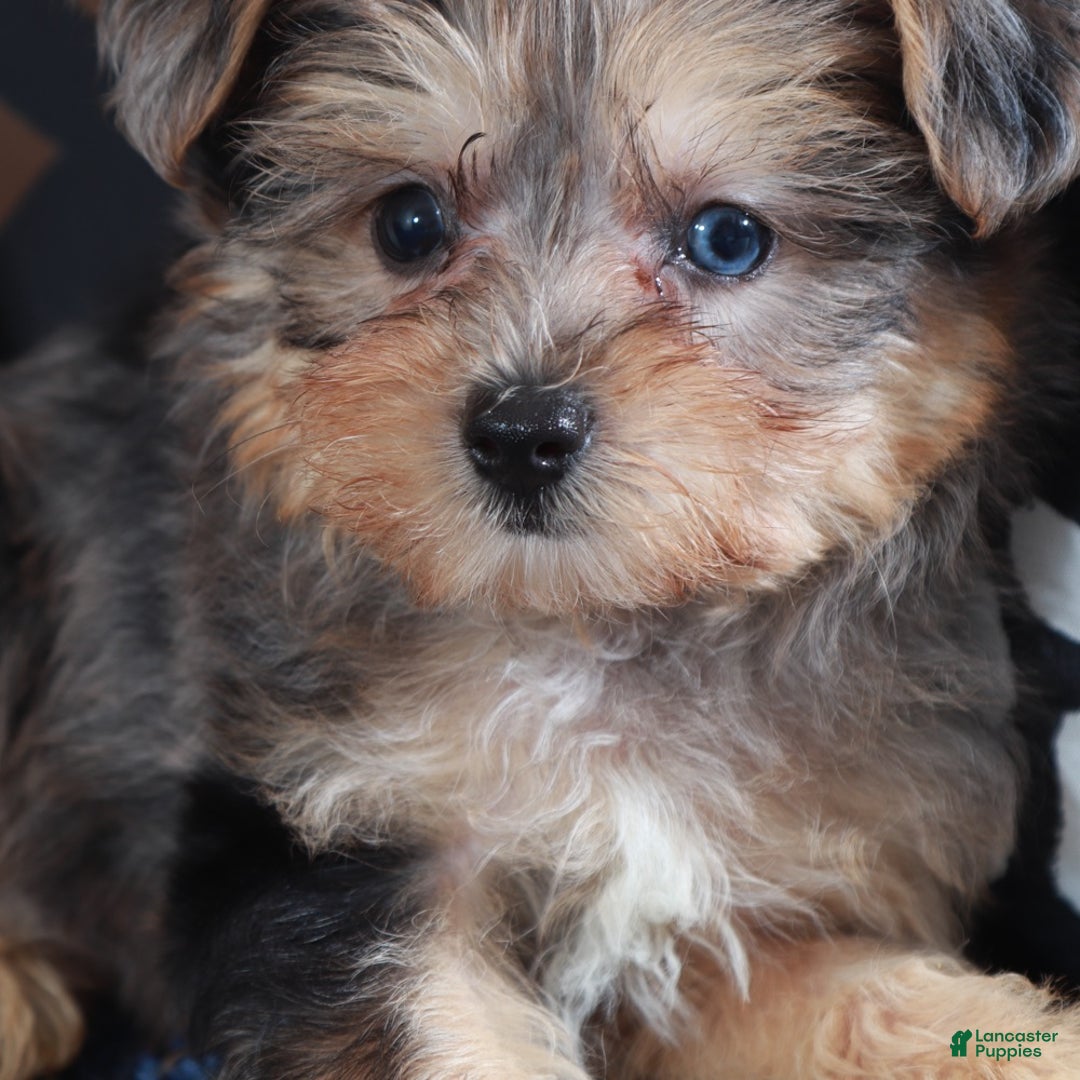 Yorkiepoo dogs for sale: BLUEBERRY - Ad 4