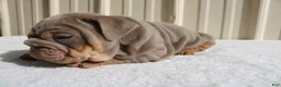 English Bulldog dogs for sale: Becca - Ad 5