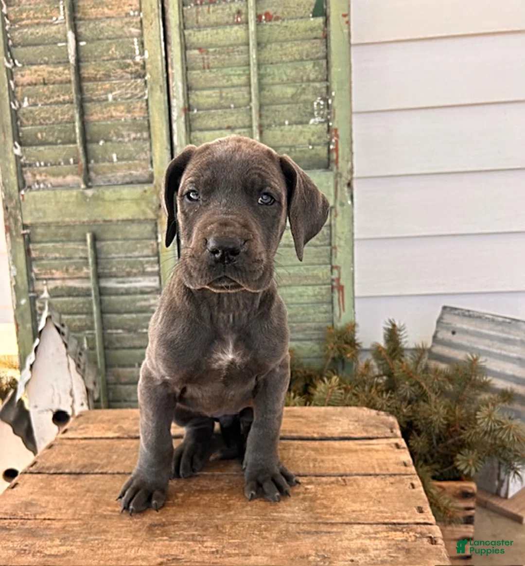 Great Dane dogs for sale: Raine - Ad 2