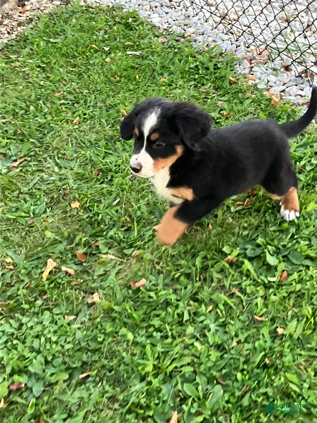 Bernese Mountain Dog dogs for sale: Akc Lory - Ad 5