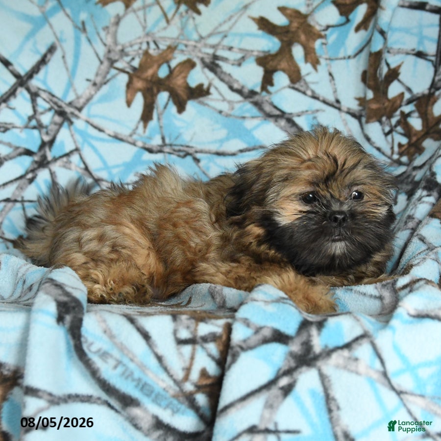 Shih Tzu dogs Ken  - Ad 2