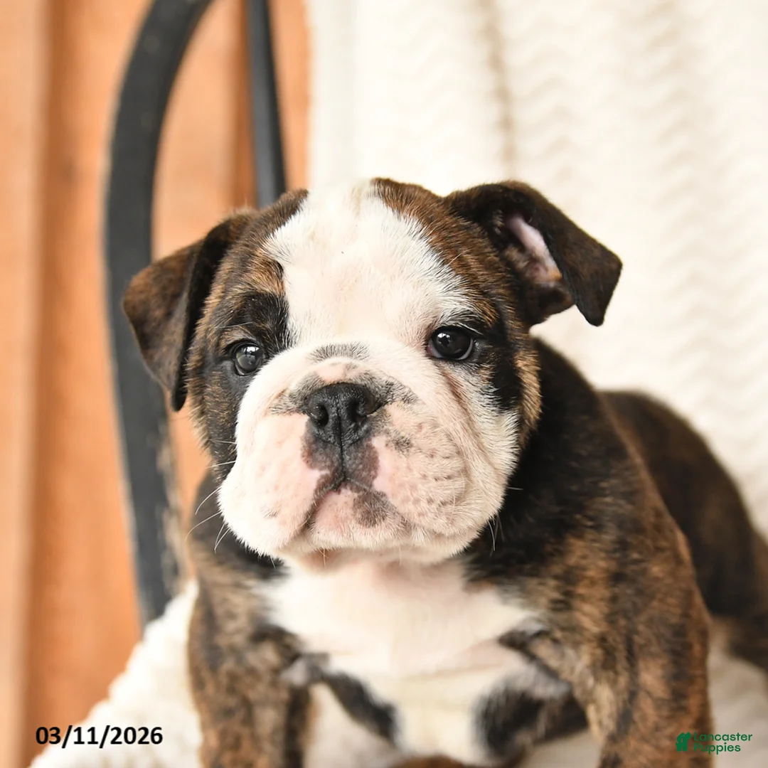 English Bulldog dogs for sale: Max - Ad 2