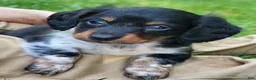 Miniature Dachshund dogs for sale: James - Ad 1