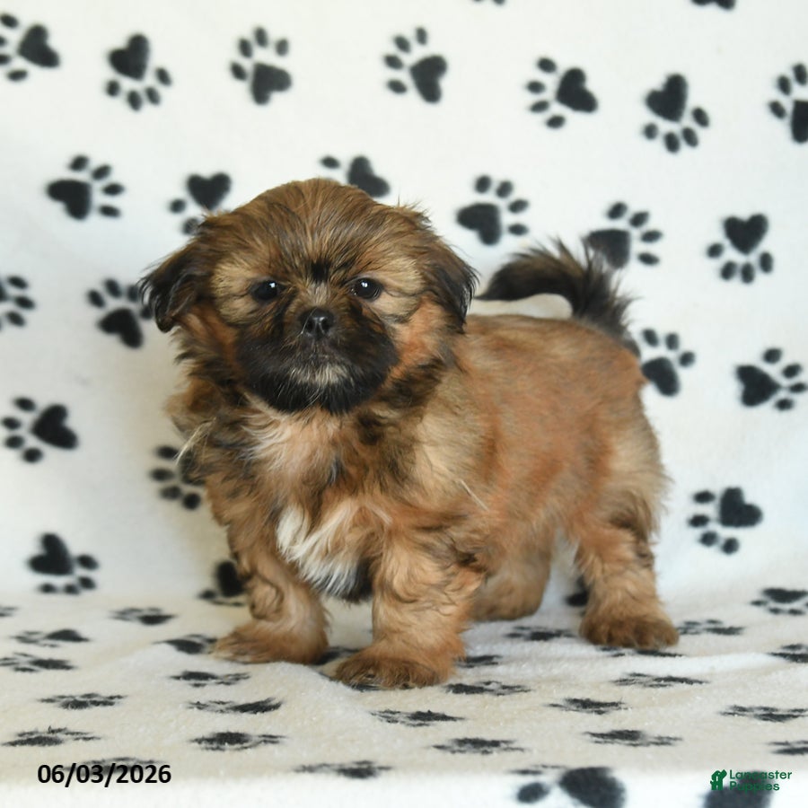 Shih Tzu dogs for sale: Tater - Ad 1
